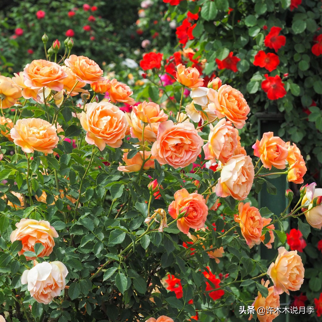 多头多季节开花抗性好的月季,红色月季哪几款多花勤花抗性好的
