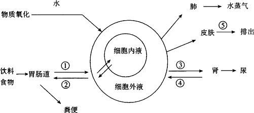 只有水没有食物能存活多少天,人类没有水能活多久