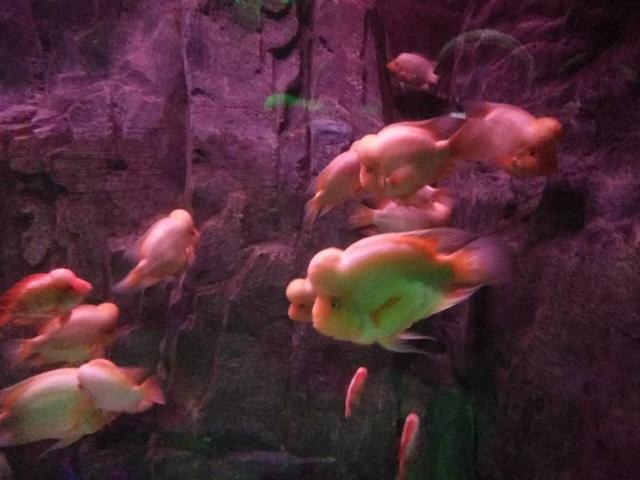 80*45*45的鱼缸需要多少生化滤材,500克生化滤材放50*40的缸里多吗