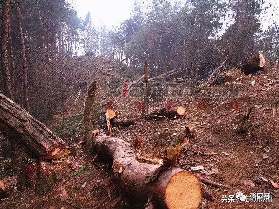 海思的未来前景,海思的业务有哪些