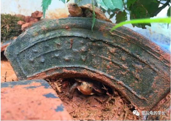 黄缘龟该如何造景,黄缘龟造景用河沙