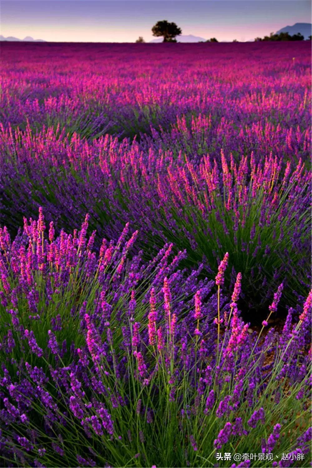 踏春寻美景,踏春赏花梯田漫步