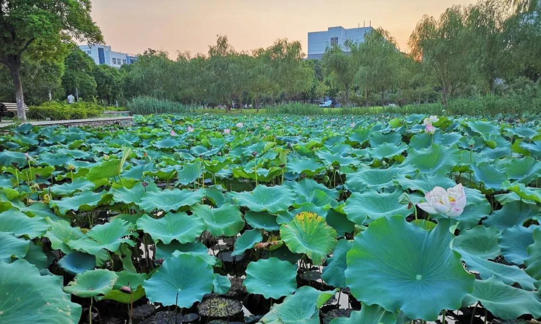 在南京师范大学就读是一种什么体验？