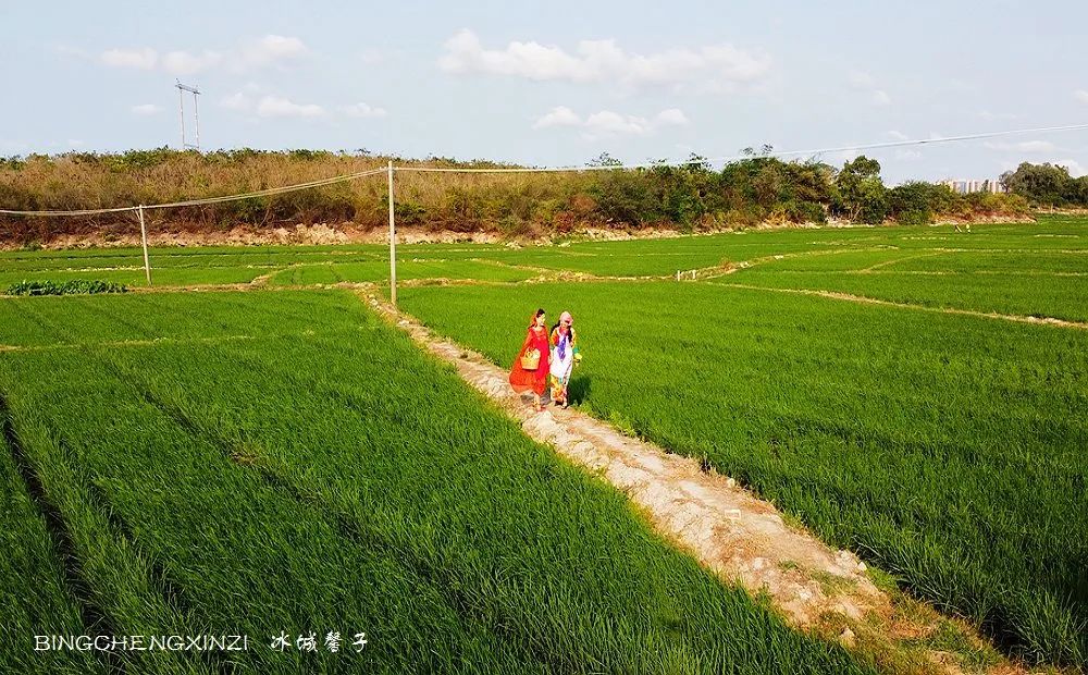 做把“村姑”,走进海南灯火灿烂的火龙果园