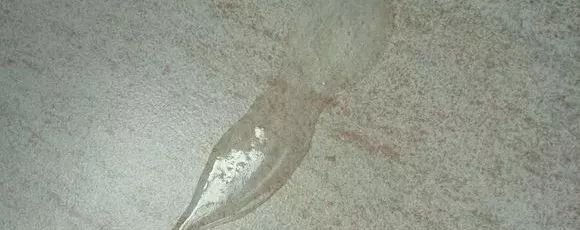 猫咪呕吐透明液体,是怎么回事儿?