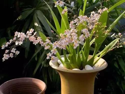 花卉绿植要怎么养护才长得好,养花技巧家庭养护绿植的小方法