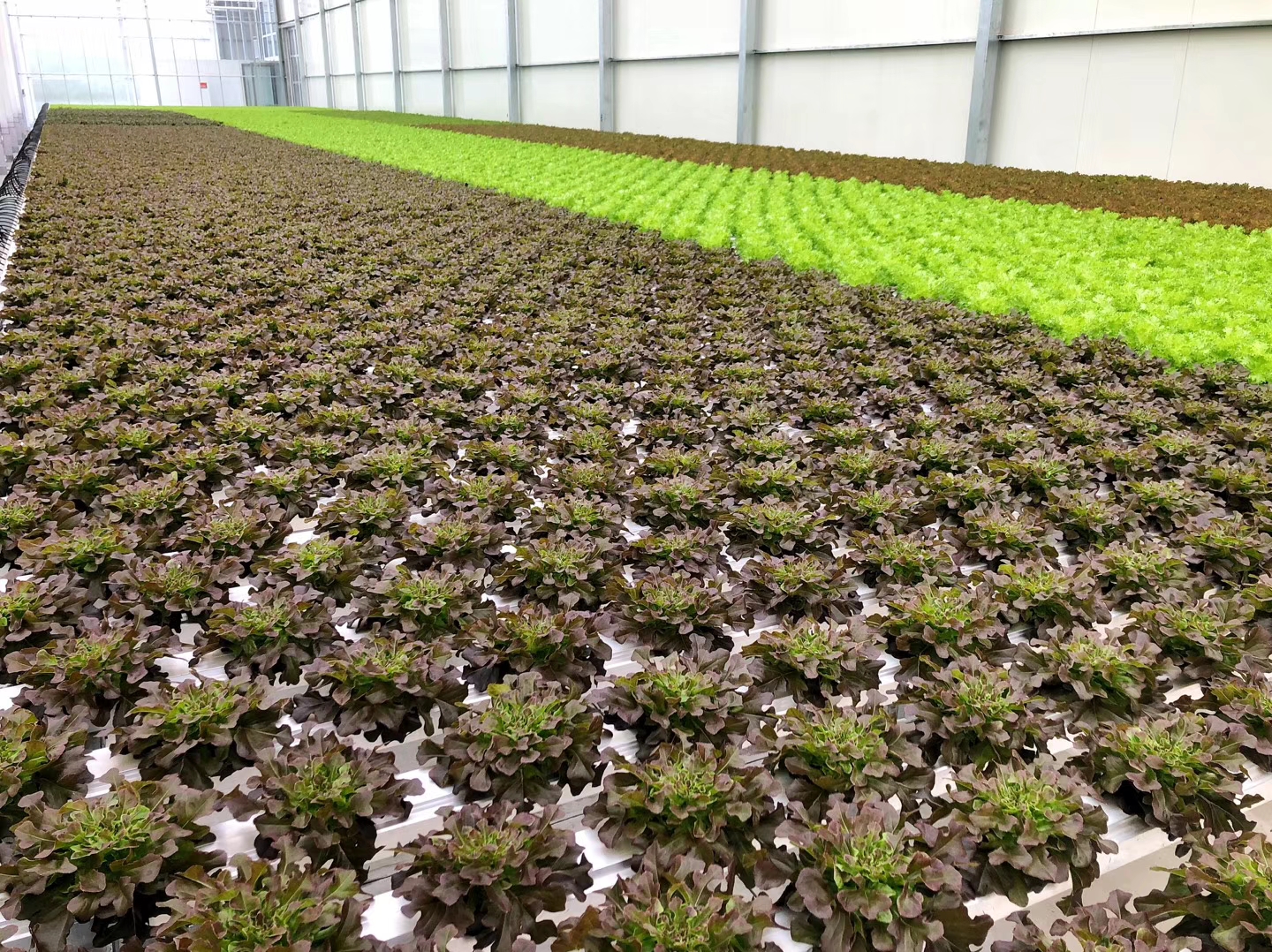 温室采用什么分区好,温室布局的基本要求是什么