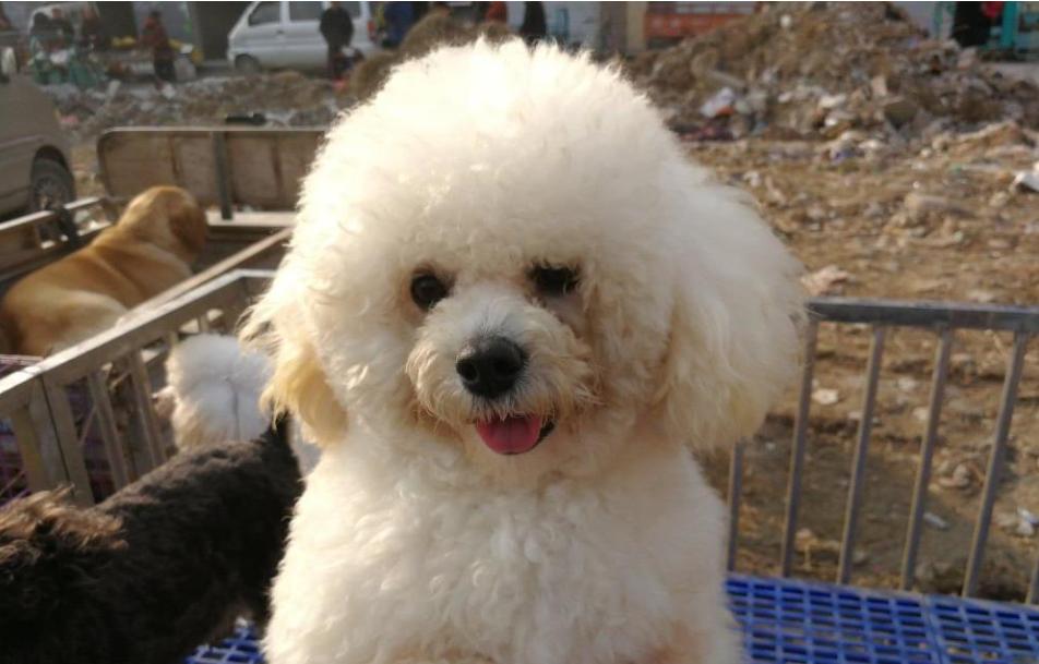 标准贵宾犬要多少钱才能买到,贵宾犬的价格一般在多少