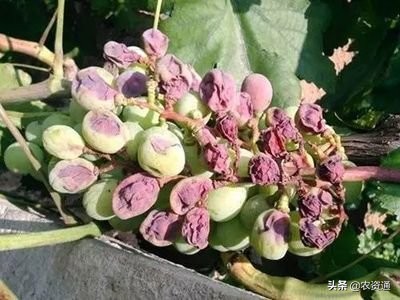 杨梅增大增黑增甜怎样配,杨梅樱桃