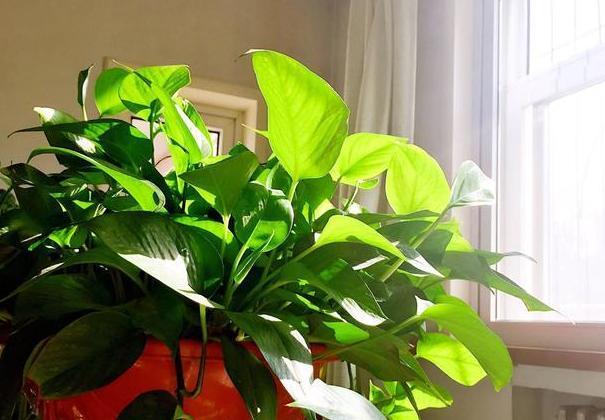 养花有黄叶子怎么办,养花的土壤偏碱怎么办好