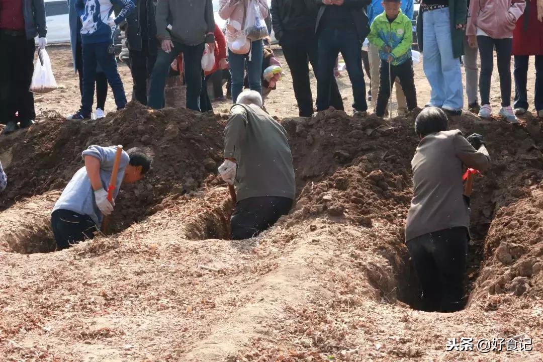 铁棍山药与普通山药哪种好吃,铁棍山药和小白嘴山药味道的区别