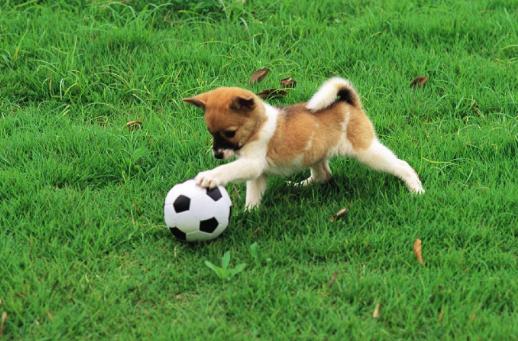 除犬瘟、细小以外，对狗来说第3大疾病—冠状病毒，一文为你解析