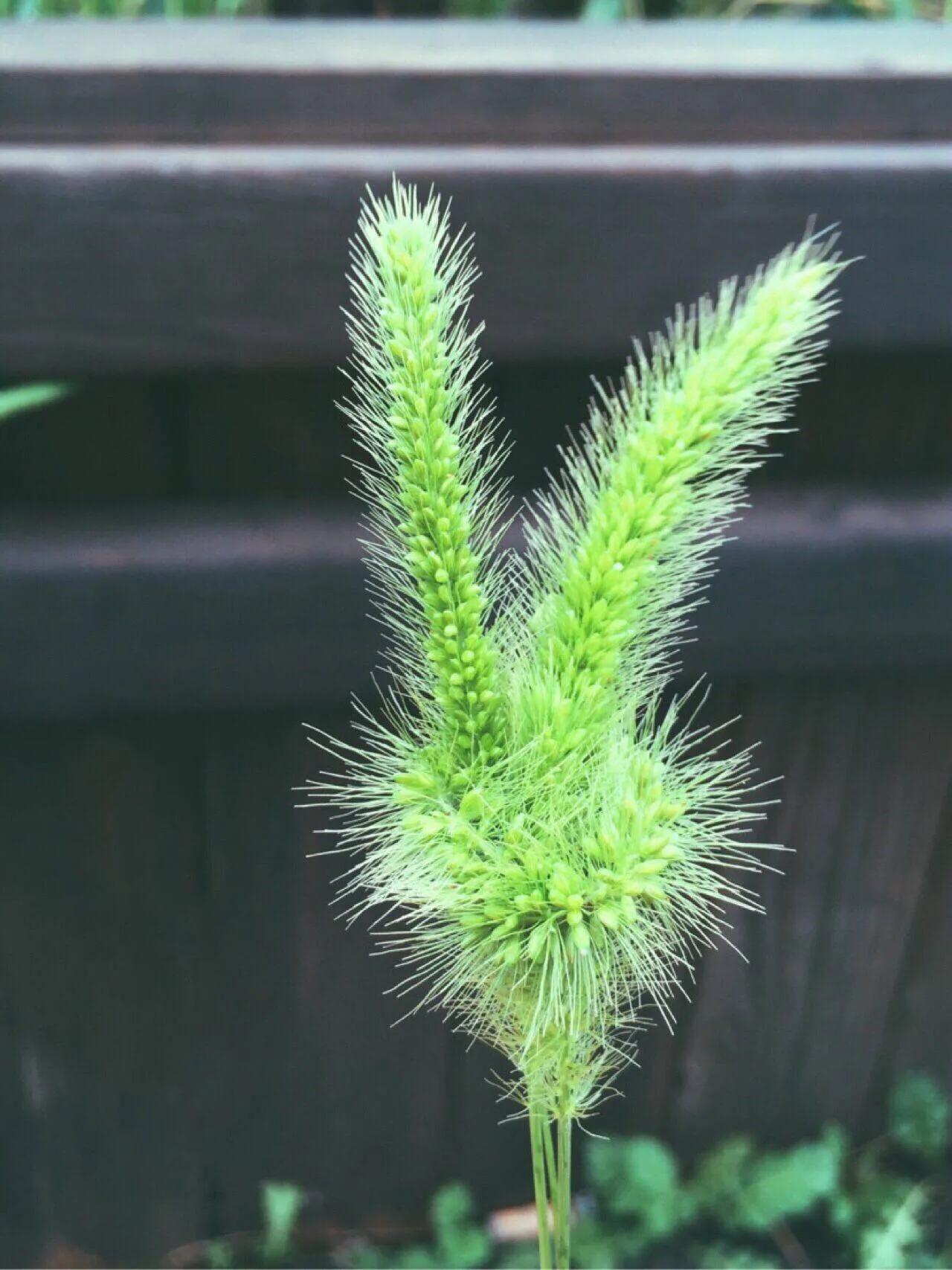 狗尾巴草怎么编兔子教程,狗尾巴草编小东西简单教程