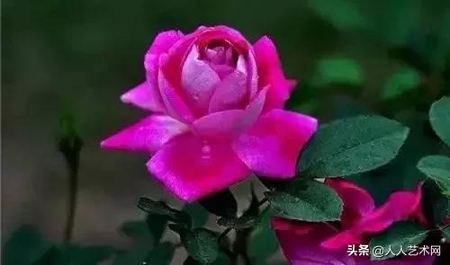 全国56市市花太美了的视频,中国56市市花图片