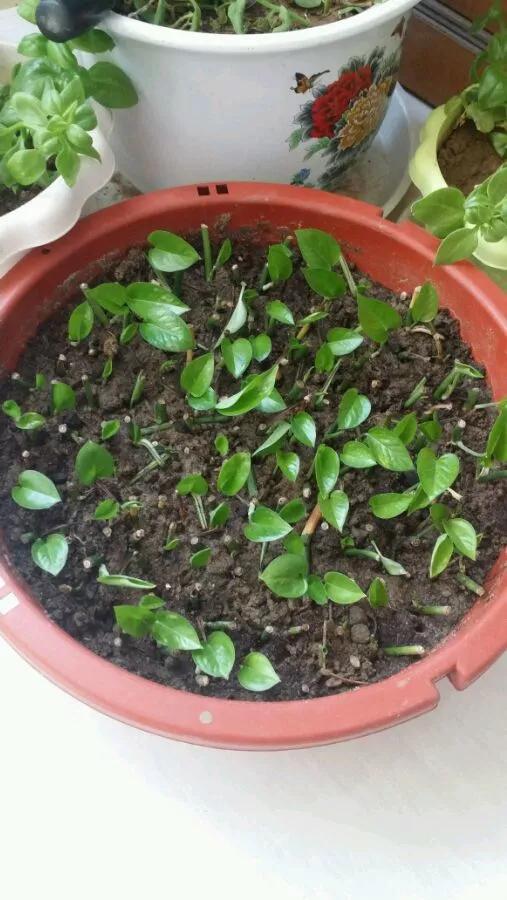 农村绿萝泛滥成灾,绿萝怎么防止烂根