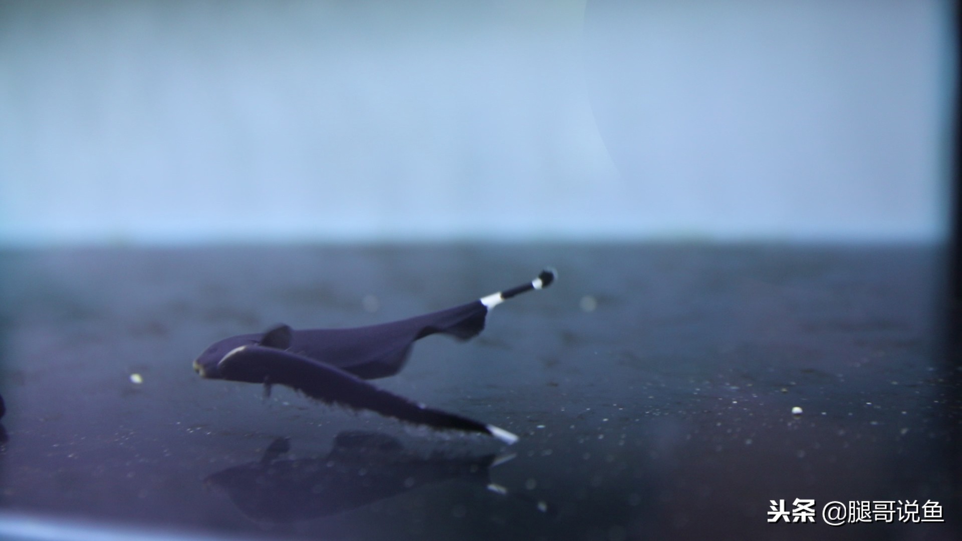 魔鬼刀可以混合养吗,魔鬼刀可以和什么鱼一起养