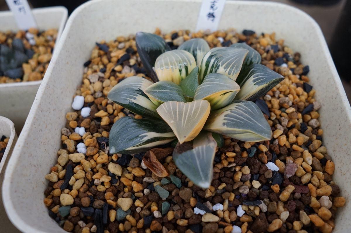 废旧盒子用来养多肉，叶片肥润颜值高，创意十足增添不少乐趣