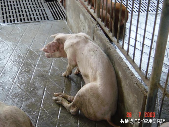 什么病会引起猪上呼吸道感染症状,天气越来越热了怎样预防猪热感冒