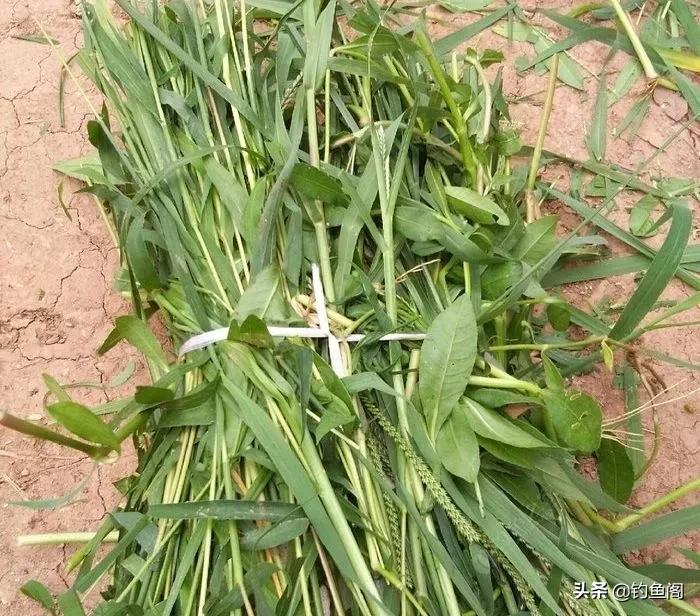 大草鱼不咬钩,野钓野生大罗非鱼不吃饵料怎么办