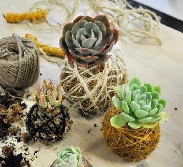 怎么养青苔盆景,苔玉盆景