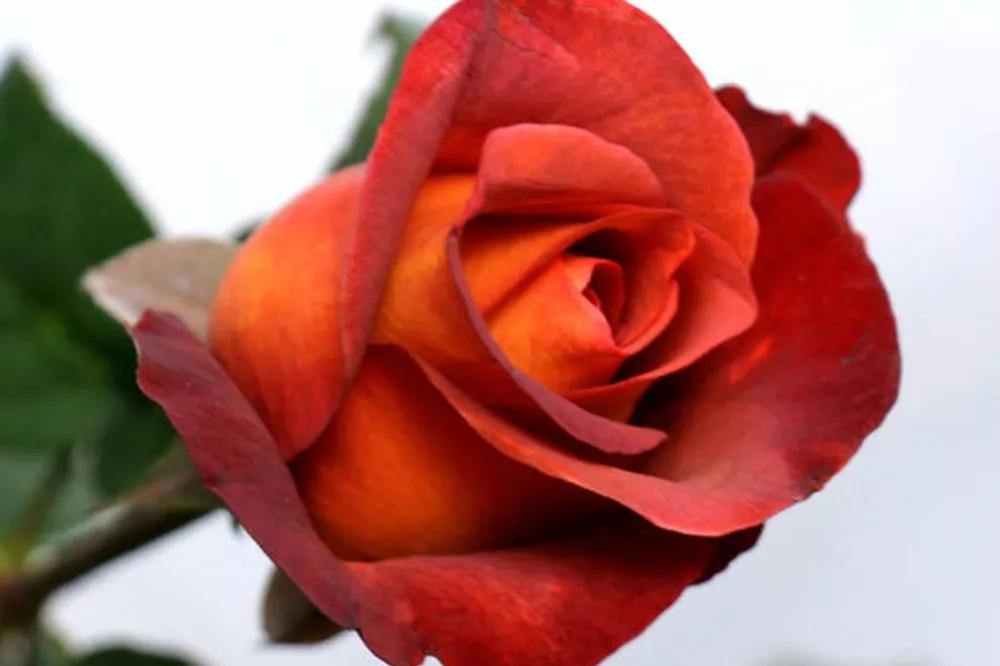 花店必备的5款玫瑰,花店常用的10款玫瑰花是哪些品种