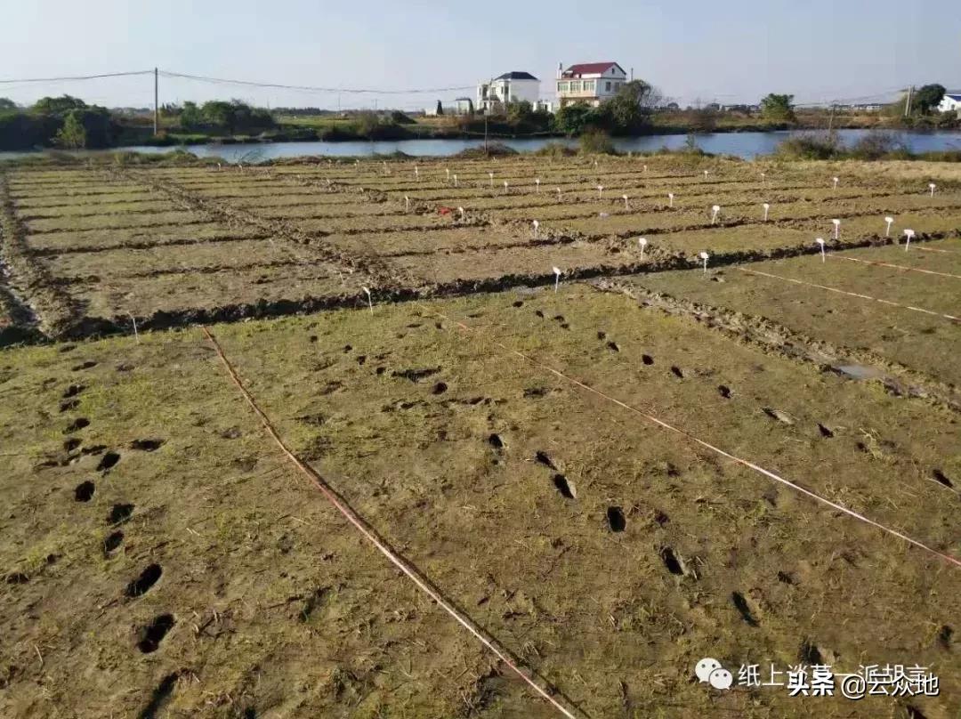 如何防除稗草,抗性稗草与普通稗草区别