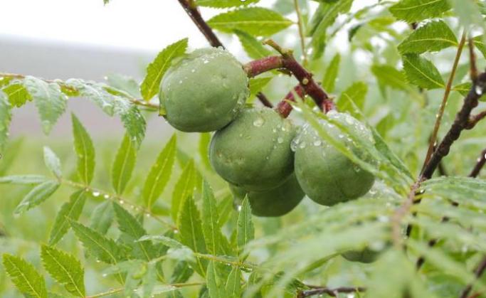 认识十种花卉,认识三种蔬菜
