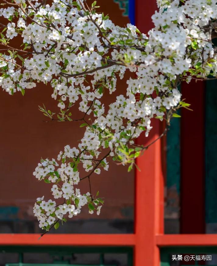 中秋莲花灯的由来,莲花灯的做法