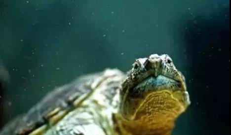 关于新手养龟需要注意的几个问题,怎么养龟才让它认主人