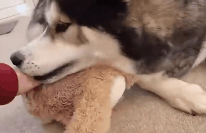 狗狗吃醋怎么办,狗狗“吃醋”的哪些表现