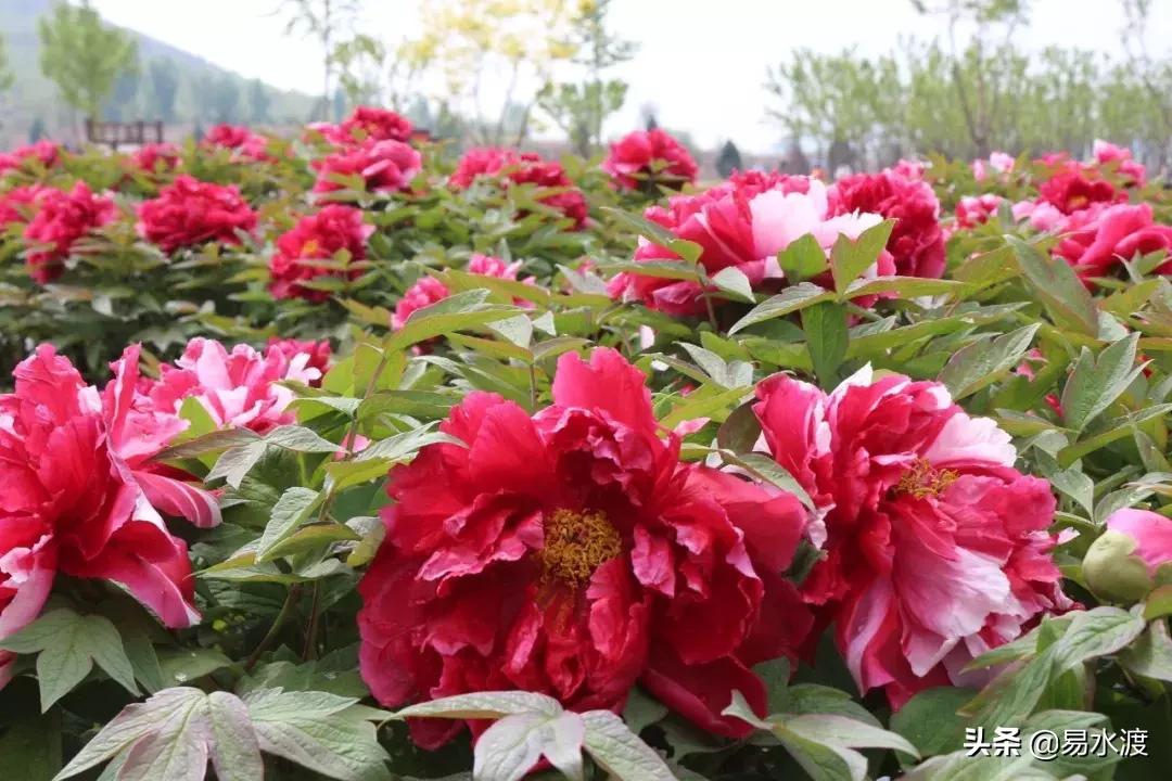 易县狼牙山小火车,河北保定易县火车