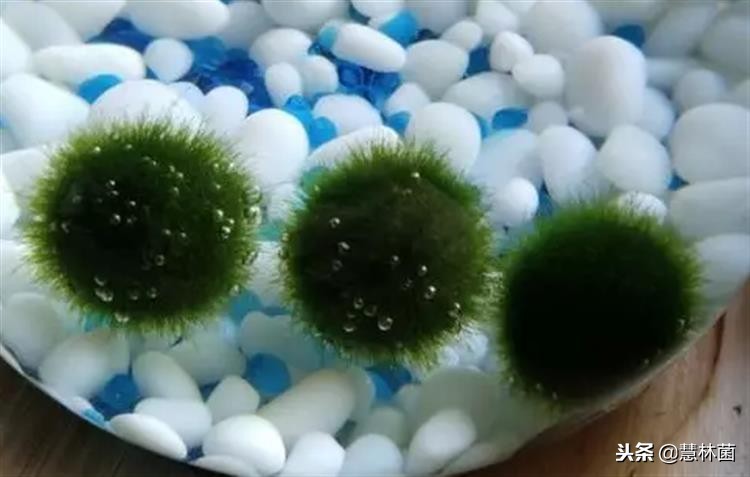 新兴萌宠动物,萌宠海藻球