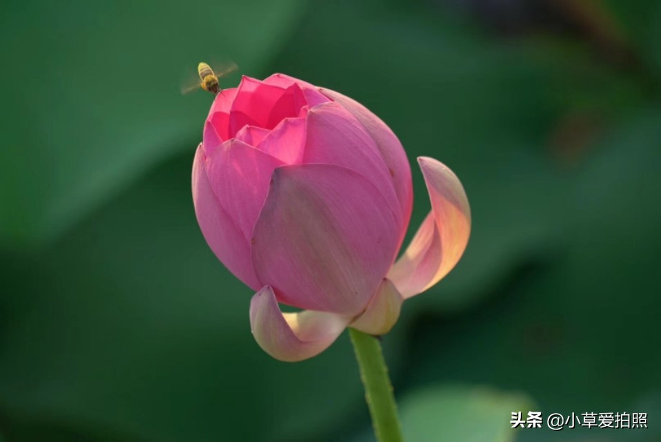 威海夏晨荷图片,金秋十月威海羊亭湿地公园美醉了