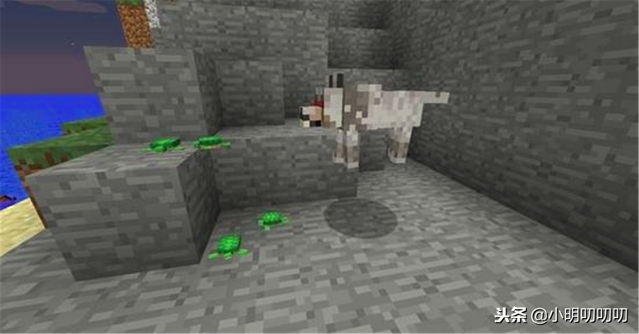 我的世界中海龟可以干什么,探秘珍稀海龟的生活和保护工作