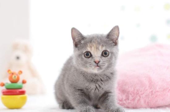 怎样买到纯血统美短,买纯种英短