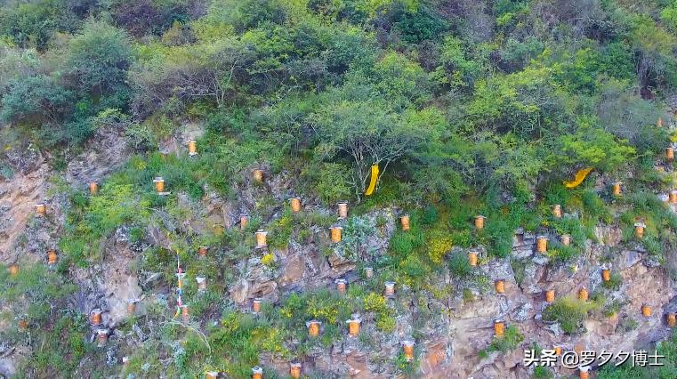 买不到土蜂蜜的真正原因,土蜂蜜鲜为人知的内幕值得一看