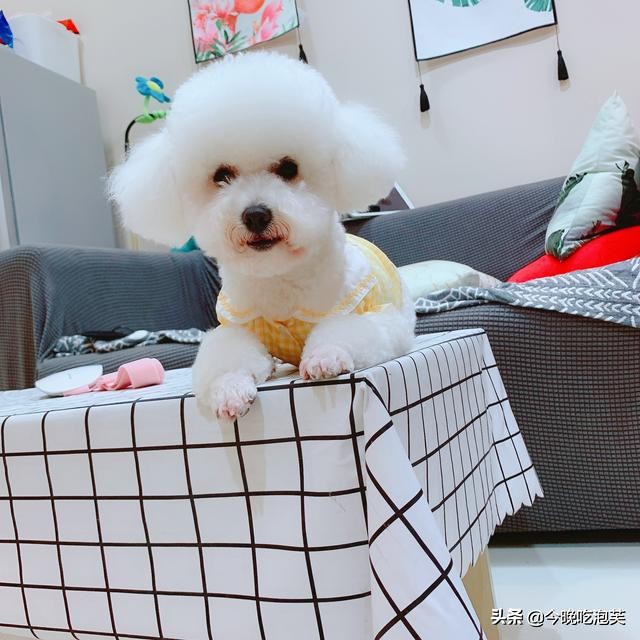 遛狗怎么训练狗狗乖乖的被遛,第一次遛狗狗狗会有什么反应