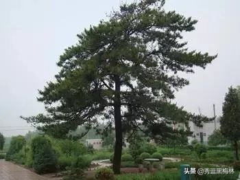 山海经中的扶桑与青铜神树,山海经扶桑树是史前文明