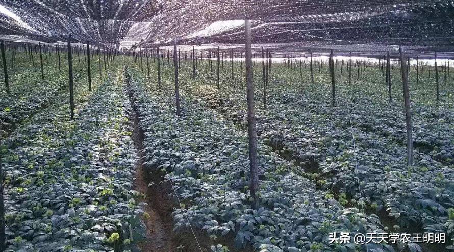 三七种植的年数与价格关系如何,三七是怎么种的