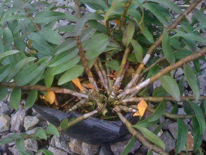 长在石头上的石斛,可以种石头上的石斛有哪些品种