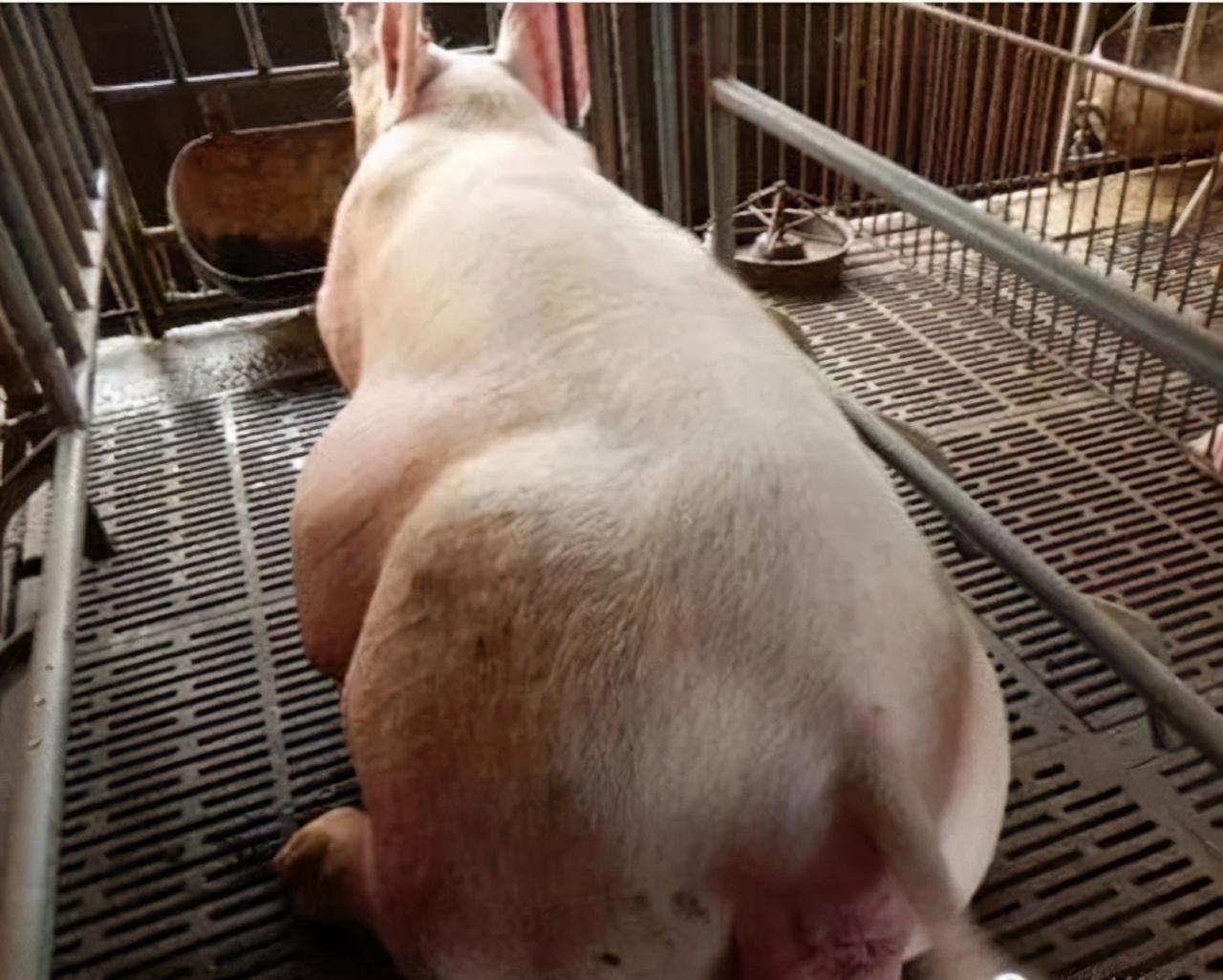 母猪每年要打哪些疫苗,母猪要打哪几种疫苗