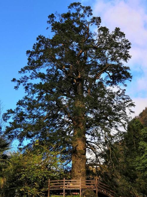 铁木材质有什么特点,铁木有哪些特征
