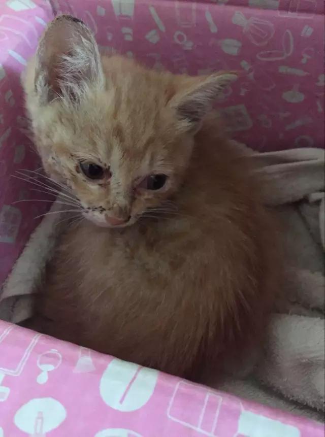 流浪猫被好心人收养结果恩将仇报,流浪猫被救下重获新生