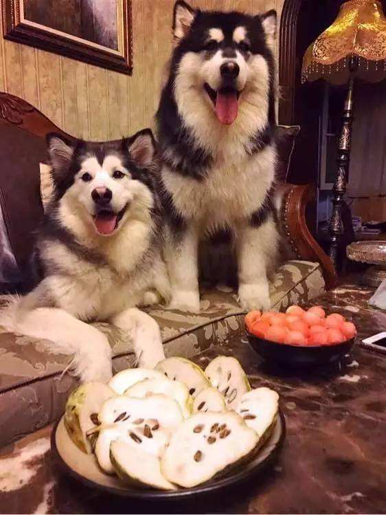 阿拉斯加的优点和缺点是什么,阿拉斯加犬的优点与缺点