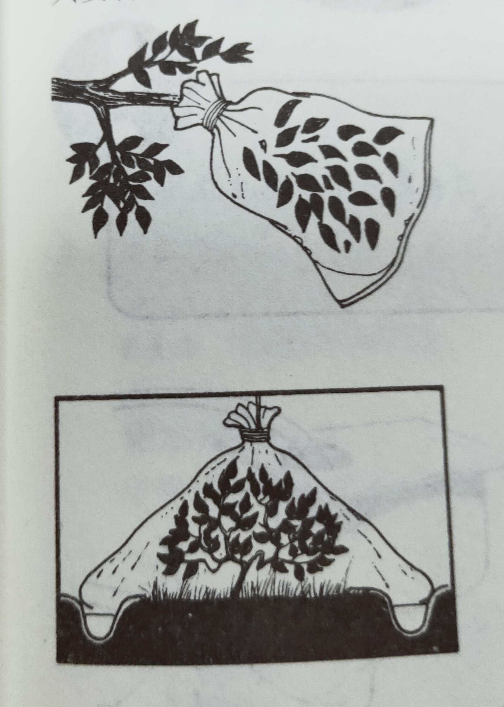 野外求生获取水,野外求生怎么获得水