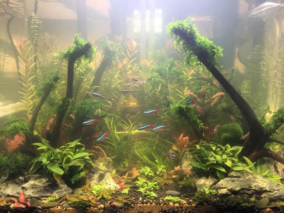 新鱼缸放鱼后水质非常浑浊,鱼缸加了益生菌后水质发白浑浊