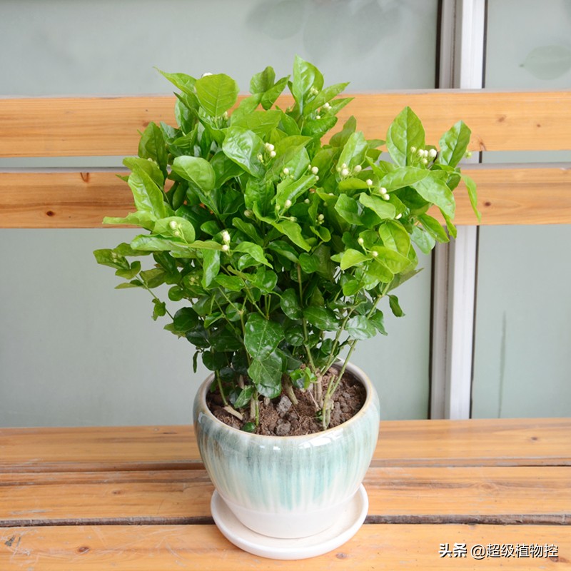 四季开花的香花植物,列举6种香花植物