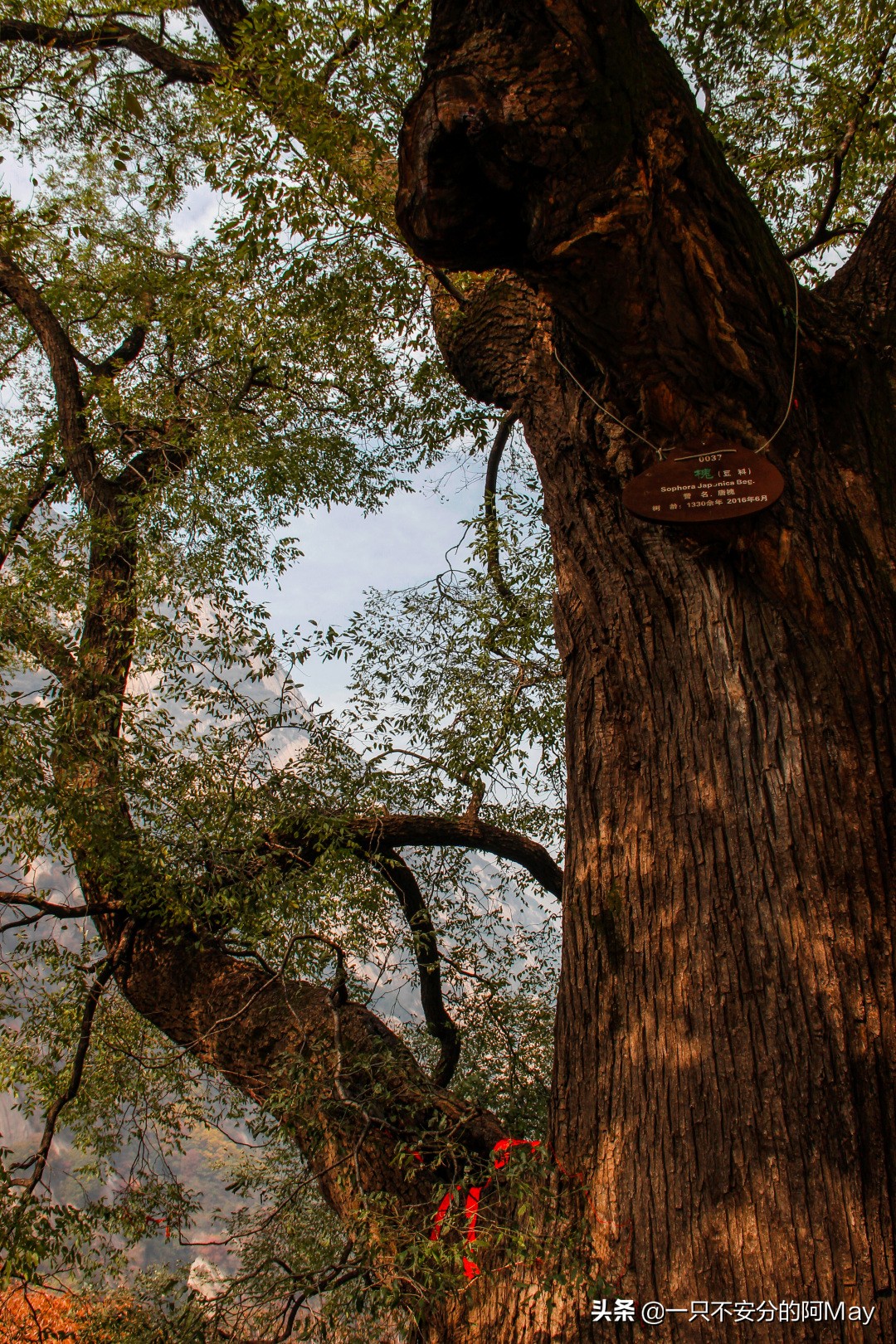 为什么爬华山都是夜爬,华山自古一条道很有必要爬吗