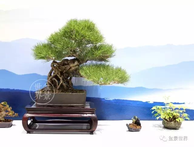 松树盆景经典大片,大斜杆式盆景得金奖作品松树