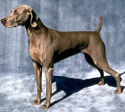 世界上所有的狗品种图片,世界最名贵的狗前十名及其简介